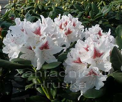 Rhododendron 'Schneeauge'