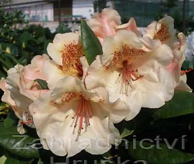 Rhododendron 'Viscy'