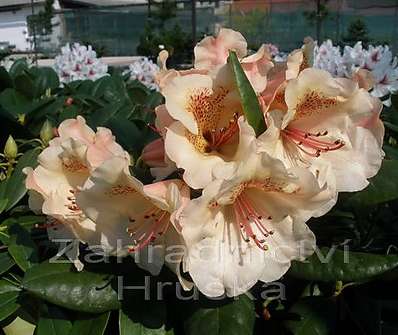 Rhododendron 'Viscy'