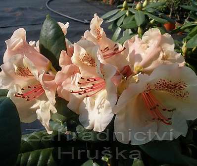 Rhododendron 'Viscy'