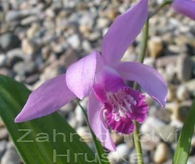 Bletilla striata
