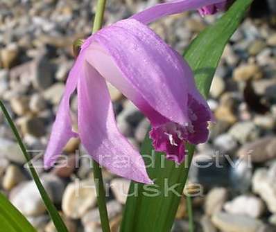 Bletilla striata