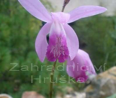 Bletilla striata