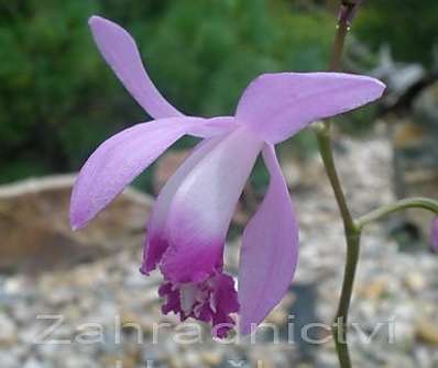 Bletilla striata