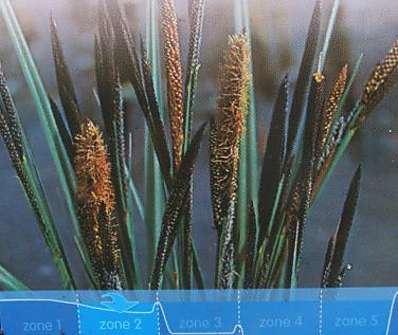 Carex nigra