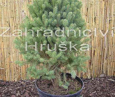 smrk - Picea glauca 'Pyramidalis Compacta'