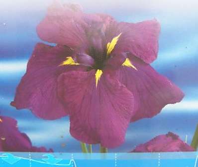 Iris kaempf. ´Loyalty´