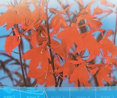 Lobelia fulgens ´Queen Victoria´