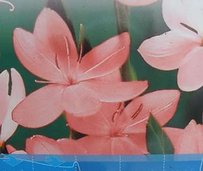 Schyzostylis cocc. ´Mrs Hegarty´