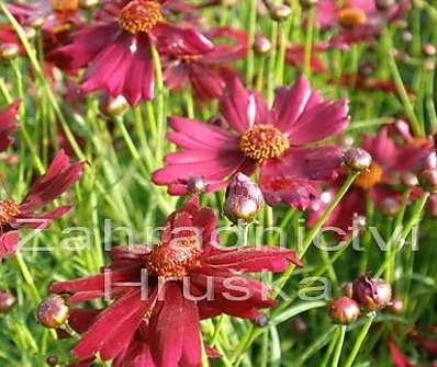 Coreopsis verticilata Limerock Ruby