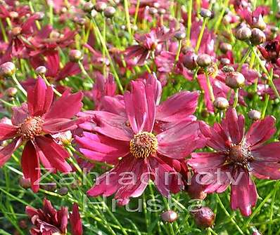 Coreopsis verticilata Limerock Ruby