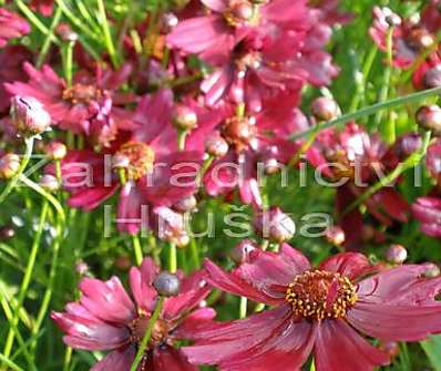 Coreopsis verticilata Limerock Ruby