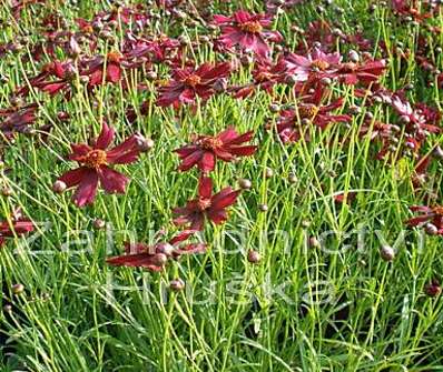 Coreopsis verticilata Limerock Ruby