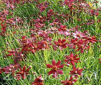 Coreopsis verticilata Limerock Ruby