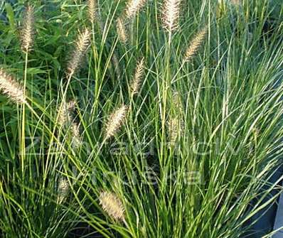 dochan - Pennisetum alopecuroides 'Wasserbergland'