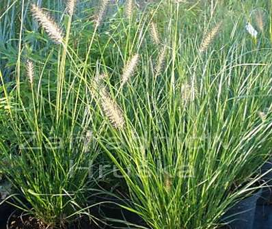 dochan - Pennisetum alopecuroides 'Wasserbergland'