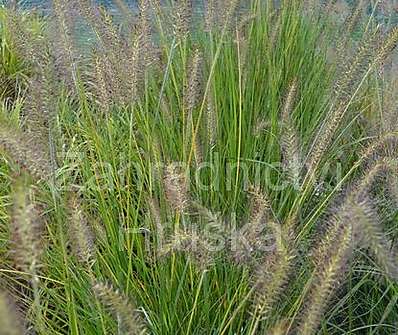 dochan - Pennisetum alopecuroides 'Wasserbergland'