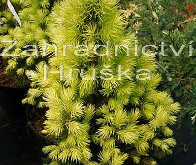 smrk - Picea glauca 'Daisy White'