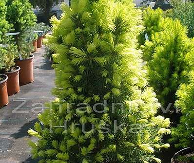 smrk - Picea glauca 'Daisy White'