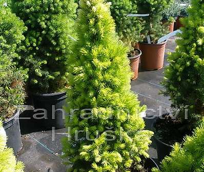 smrk - Picea glauca 'Daisy White'