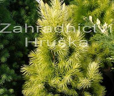 smrk - Picea glauca 'Daisy White'