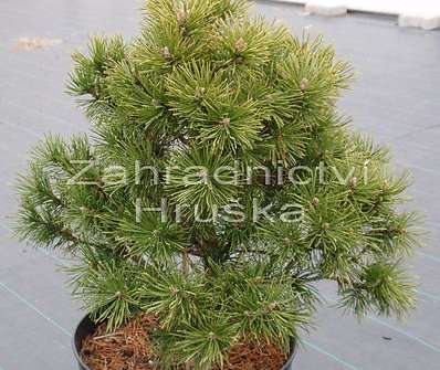 Borovice - Pinus uncinata 'Ofenpas'