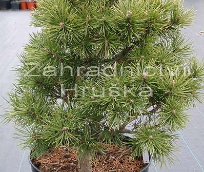 Borovice - Pinus uncinata 'Ofenpas'