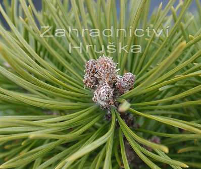 Borovice - Pinus uncinata 'Ofenpas'