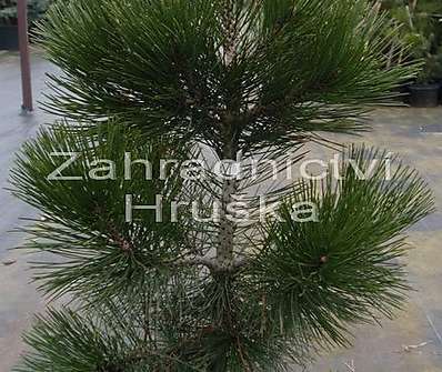 Borovice - Pinus leucodermis 'Malinky'.