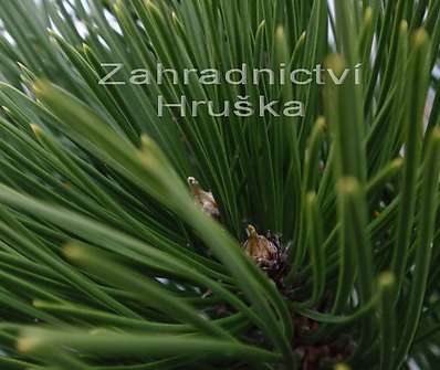 Borovice - Pinus leucodermis 'Malinky'.