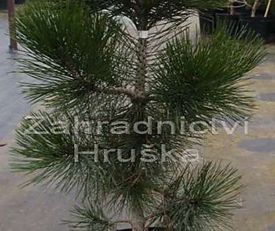 Borovice - Pinus leucodermis 'Malinky'.