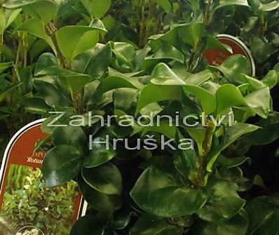 ptačí zob - Ligustrum japonicum 'Rotundifolium'.