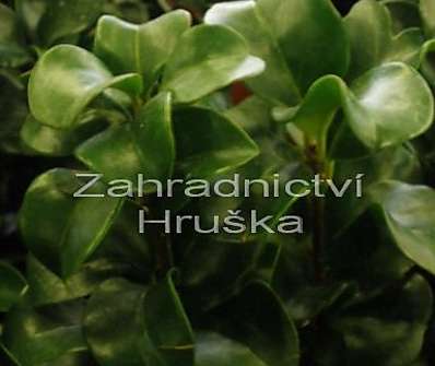 ptačí zob - Ligustrum japonicum 'Rotundifolium'.