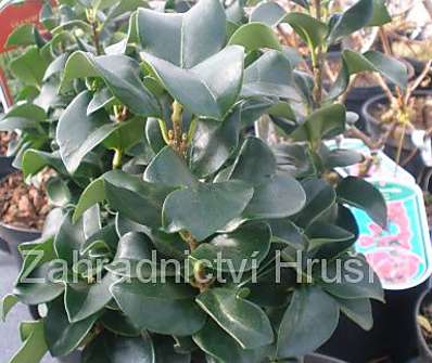 ptačí zob - Ligustrum japonicum 'Rotundifolium'.