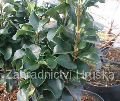 ptačí zob - Ligustrum japonicum 'Rotundifolium'.