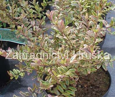 zimolez - Lonicera nitida 'Lemon Beauty'