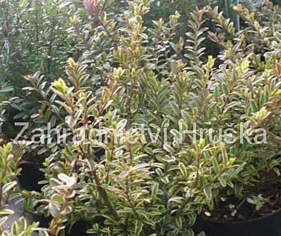 zimolez - Lonicera nitida 'Lemon Beauty'