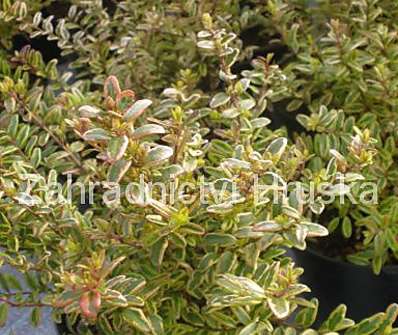 zimolez - Lonicera nitida 'Lemon Beauty'