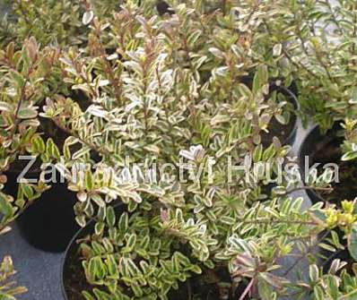 zimolez - Lonicera nitida 'Lemon Beauty'