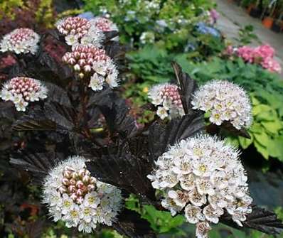 tavola - Physocarpus opulifolius 'Red Baron'