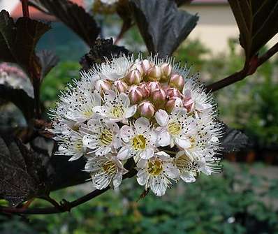 tavola - Physocarpus opulifolius 'Red Baron'