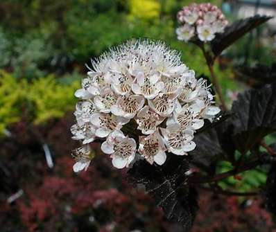 tavola - Physocarpus opulifolius 'Red Baron'
