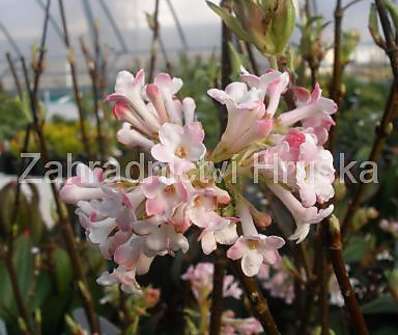 kalina - Viburnum bodnantense 'Charles Lamont'