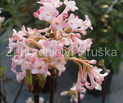 kalina - Viburnum bodnantense 'Charles Lamont'