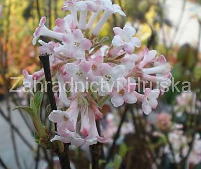 kalina - Viburnum bodnantense 'Charles Lamont'