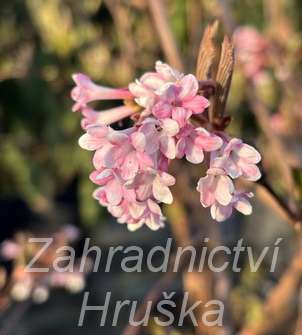kalina - Viburnum bodnantense 'Charles Lamont'