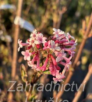 kalina - Viburnum bodnantense 'Charles Lamont'