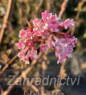 kalina - Viburnum bodnantense 'Charles Lamont'