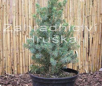 smrk - Picea glauca 'Sander's Blue'