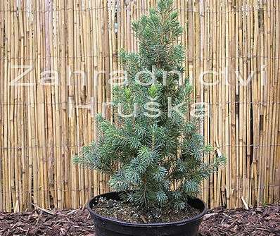 smrk - Picea glauca 'Sander's Blue'